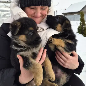 Щенок немецкой овчарки от чемпиона | image 3