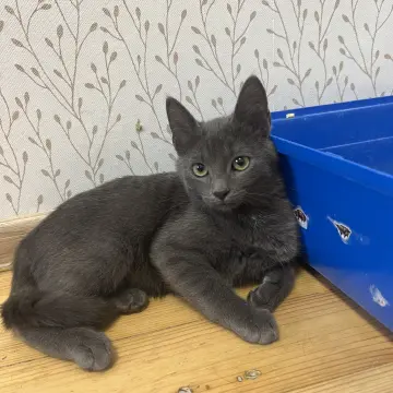 Котенок а-ля русская голубая, 3,5 месяца  | image 6