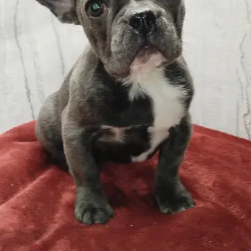 Французский бульдог