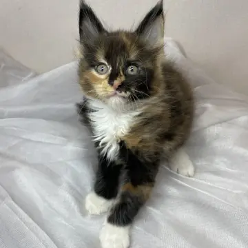 Мейн-кун бронирование 