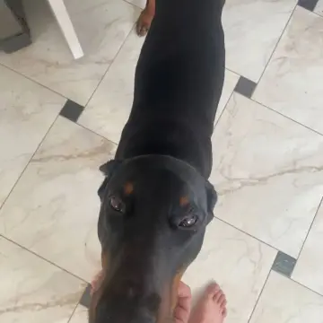 Щенки от пары с отличной родословной | image 2