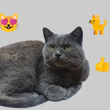 Котик красивый в дар 
