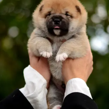 Щенки сиба-ину | image 3