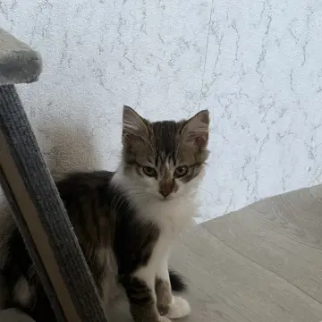 Котенок срочно ищет дом