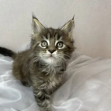 Мейн-кун бронирование  | image 2