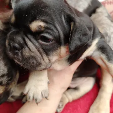 щенок французского бульдога  | image 3