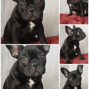 Французский бульдог  | image 2