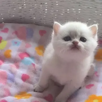 Шотландские котята | image 4