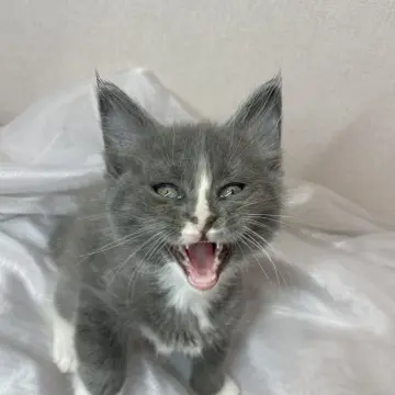 Мейн-кун бронирование  | image 3