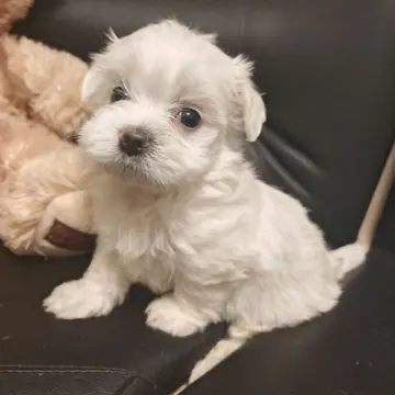 Щенки с мордочками беби-фейс, готовы к бронированию | image 3