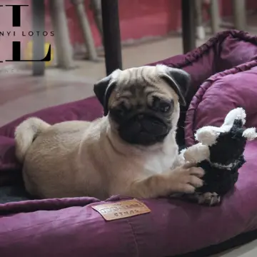 Мопс щенок из племенного питомника | image 6