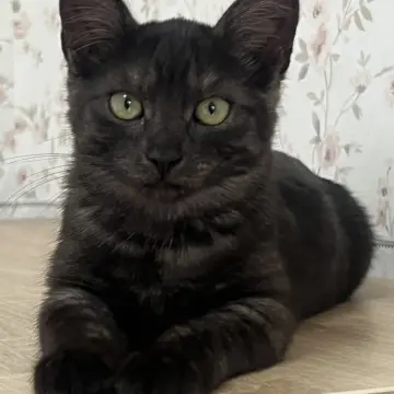 Кошечка окраса «черный дым», 3,5 месяца 