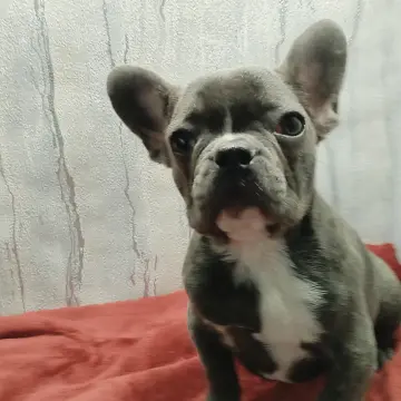 Французский бульдог девочка голубого окраса. | image 10