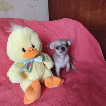 Мини чихуахуа - очаровательный малыш! | image 2