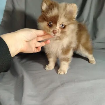 Мерле и шоколадный, щенки померанского шпица  | image 6