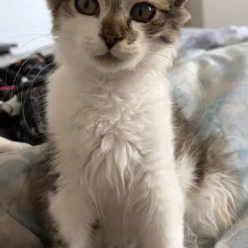 Котенок срочно ищет дом | image 2