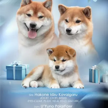 Щенки Сиба Ину ( Шиба ) 