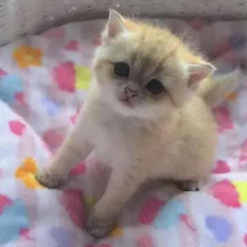 Шотландская кошка золотой шиншиллы доступна для бронирования