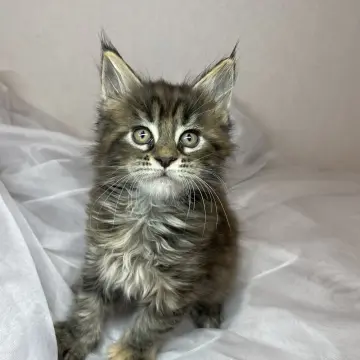 Мейн-кун бронирование 