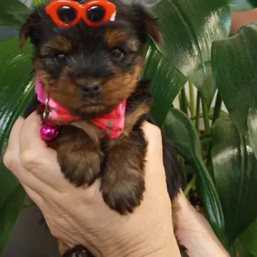 Очаровательные девочки-йорки ищут заботливых хозяев! | image 7