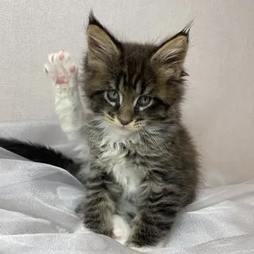 Мейн-кун бронирование  | image 2