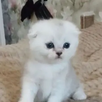 Шотландская вислоухая девочка окраса «серебристая шиншилла» | image 3