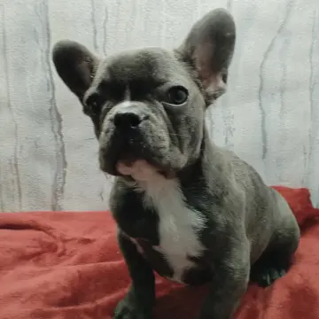 Французский бульдог девочка голубого окраса. | image 6
