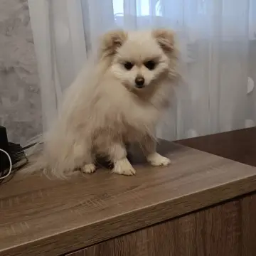 Померанский шпиц | image 7