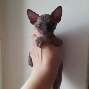 Канадский сфинкс | image 2