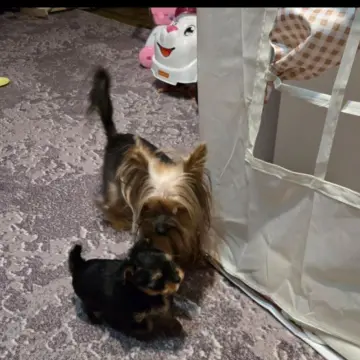 Щенки  | image 4