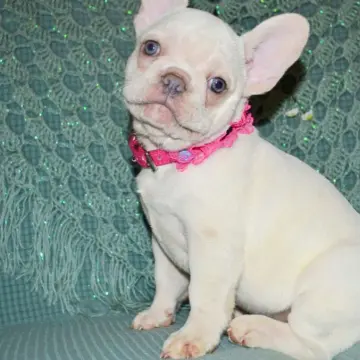 Французские бульдожки кремового окраса - мальчик и девочки ждут семью!