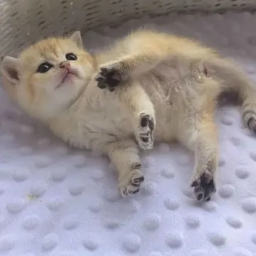 Шотландская кошка золотой шиншиллы доступна для бронирования | image 2