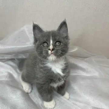 Мейн-кун бронирование 