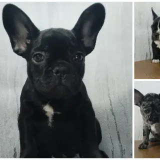 Светлана  - Домашние.by