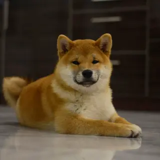 Алла - Домашние.by