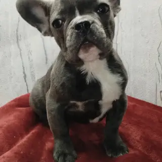 Светлана  - Домашние.by