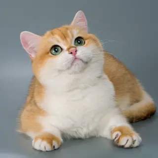 Британские золотые котята - Домашние.by
