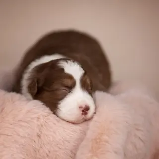 Нинель  - Домашние.by