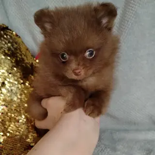 Диана - Домашние.by