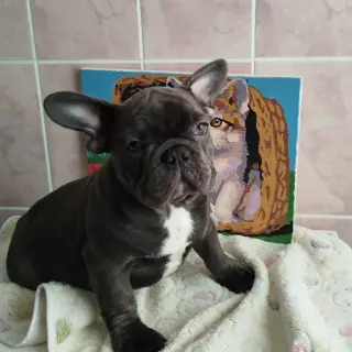 Наталья  - Домашние.by